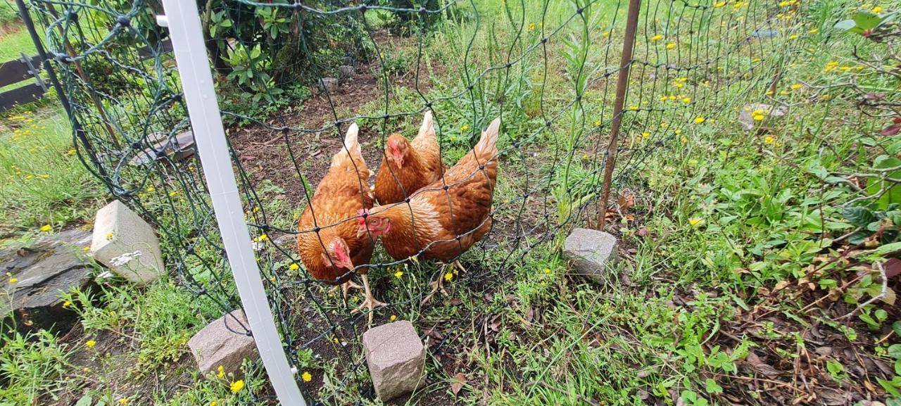 Ferienwohnung Im Gruenen Heppenheim  Buitenkant foto